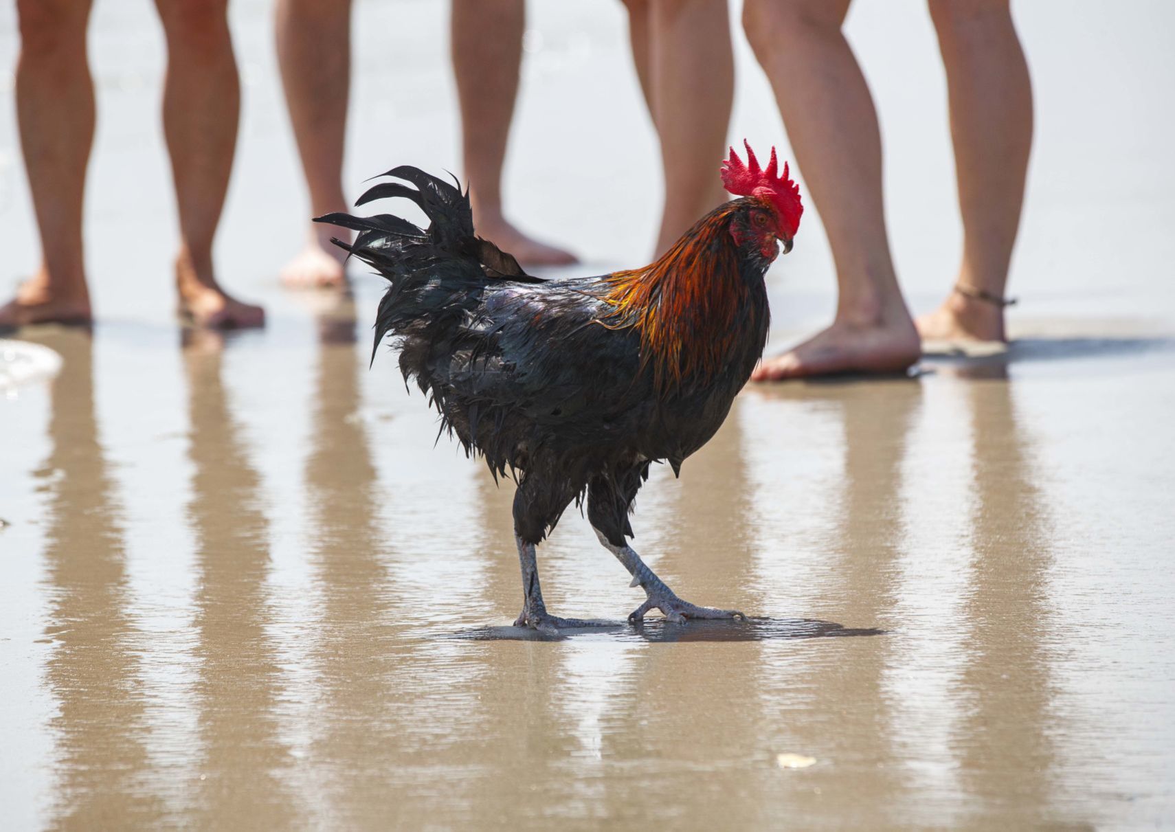 Bluff, an adventurous Rooster